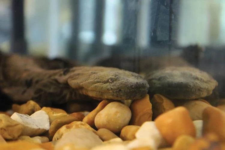 Hellbender  Foto s laskavým svolením Nashville Zoo
