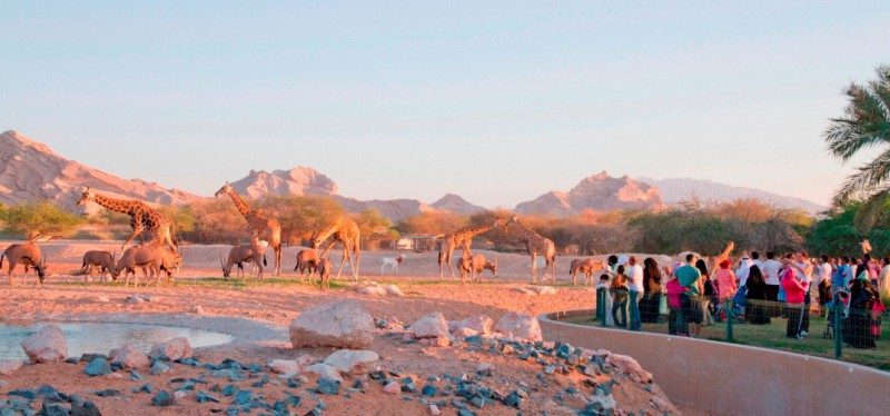 v Al Ain ve Spojených arabských emirátech